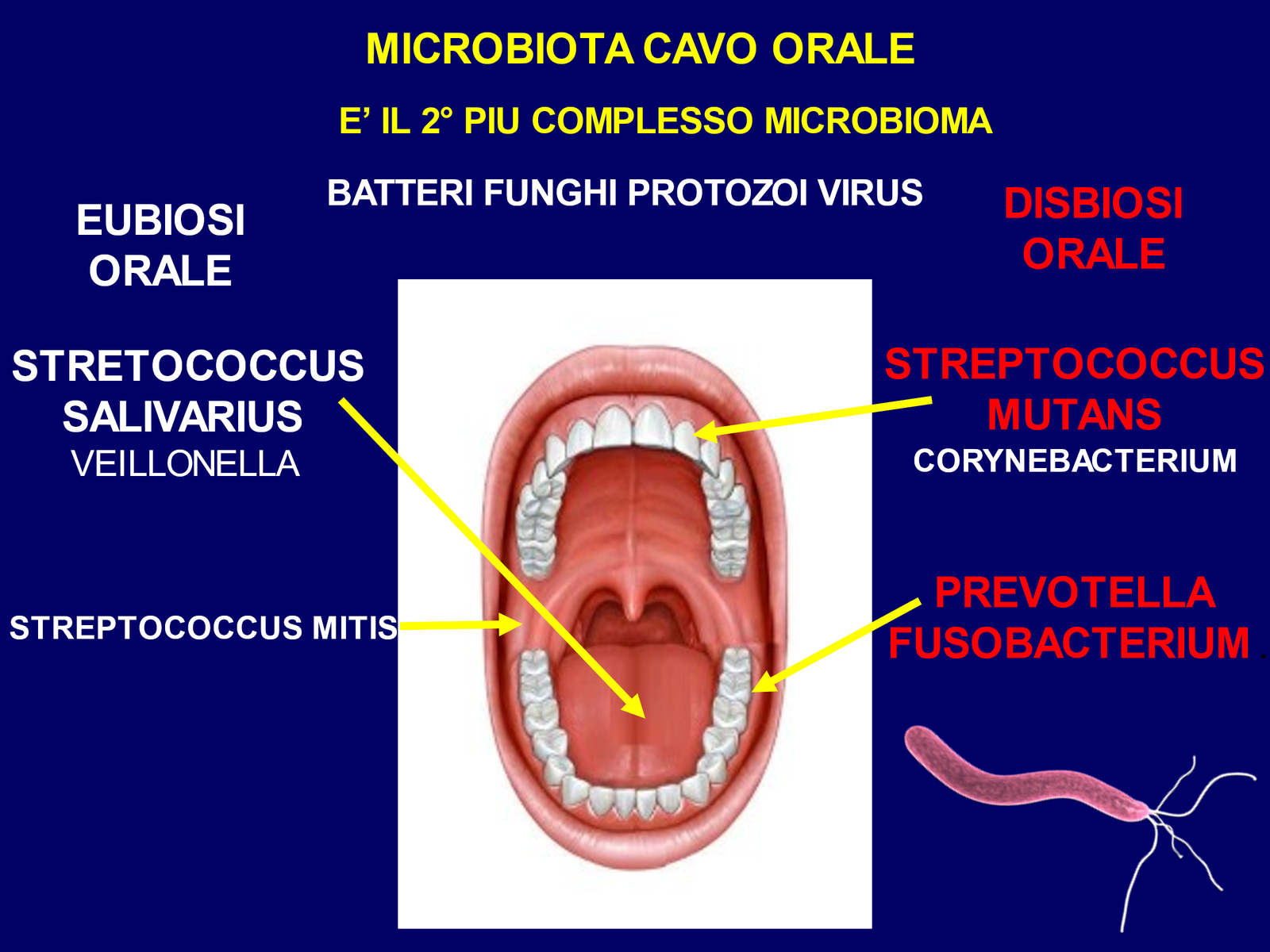 Schema del microbiota del cavo orale