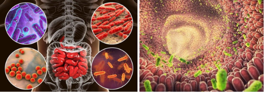 Il microbiota intestinale